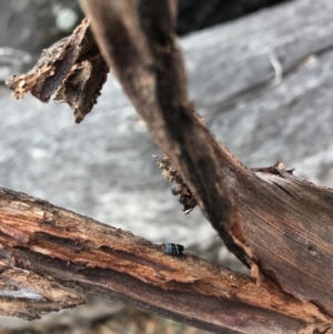 Ellipsidion australe at Ainslie, ACT - 12 Oct 2018 02:37 PM