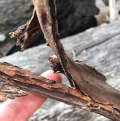 Ellipsidion australe at Ainslie, ACT - 12 Oct 2018 02:37 PM