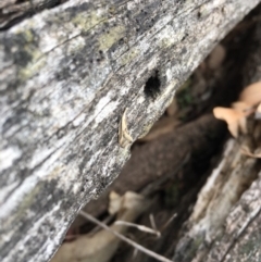 Thema macroscia (A concealer moth) at Mount Ainslie - 12 Oct 2018 by simonstratford