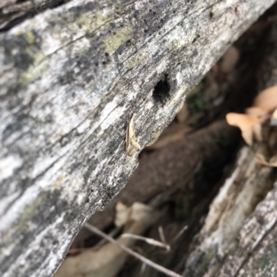 Thema macroscia (A concealer moth) at Mount Ainslie - 12 Oct 2018 by simonstratford