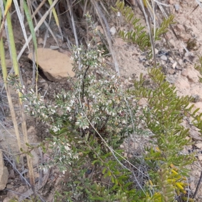 Brachyloma daphnoides (Daphne Heath) at Black Mountain - 12 Oct 2018 by ClubFED