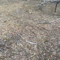 Pseudonaja textilis (Eastern Brown Snake) at Mulligans Flat - 21 Feb 2018 by simonstratford