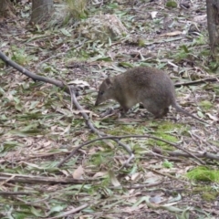 Isoodon obesulus obesulus (Southern Brown Bandicoot) at Tidbinbilla Nature Reserve - 22 Aug 2016 by simonstratford