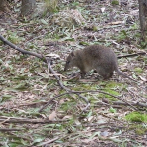 Isoodon obesulus obesulus at Paddys River, ACT - 22 Aug 2016 01:22 PM