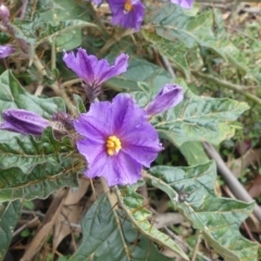 Solanum cinereum (Narrawa Burr) at Mount Ainslie - 13 Oct 2018 by WalterEgo