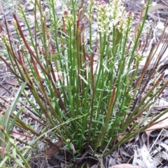 Stackhousia monogyna (Creamy Candles) at Hackett, ACT - 13 Oct 2018 by purple66