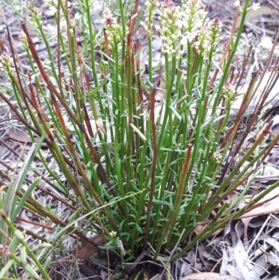 Stackhousia monogyna (Creamy Candles) at Hackett, ACT - 13 Oct 2018 by purple66