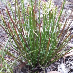 Stackhousia monogyna at Hackett, ACT - 13 Oct 2018