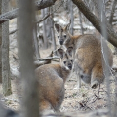 Notamacropus rufogriseus (Red-necked Wallaby) at Campbell, ACT - 13 Oct 2018 by WalterEgo