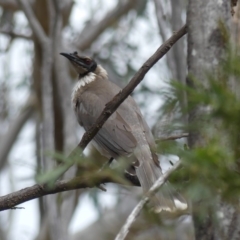 Philemon corniculatus (Noisy Friarbird) at Hackett, ACT - 13 Oct 2018 by WalterEgo