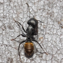 Camponotus aeneopilosus (A Golden-tailed sugar ant) at Acton, ACT - 13 Oct 2018 by TimL