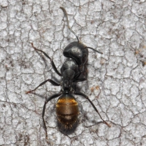 Camponotus aeneopilosus at Acton, ACT - 13 Oct 2018 12:05 PM