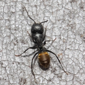 Camponotus aeneopilosus at Acton, ACT - 13 Oct 2018 12:05 PM