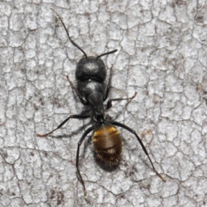 Camponotus aeneopilosus at Acton, ACT - 13 Oct 2018