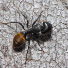 Camponotus aeneopilosus at Acton, ACT - 13 Oct 2018 12:05 PM