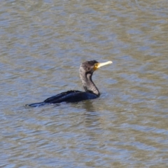 Phalacrocorax carbo (Great Cormorant) at Dickson Wetland Corridor - 6 Oct 2018 by WalterEgo