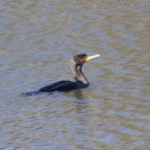 Phalacrocorax carbo at Dickson, ACT - 6 Oct 2018