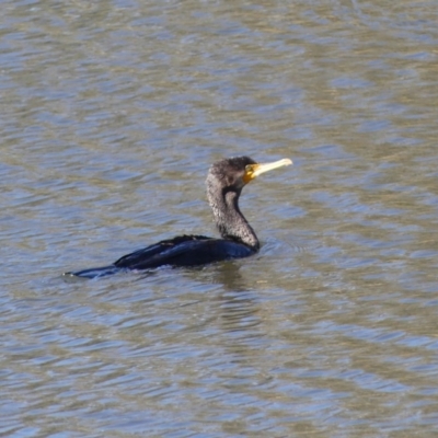 Phalacrocorax carbo (Great Cormorant) at Dickson Wetland - 6 Oct 2018 by WalterEgo