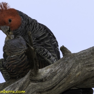 Callocephalon fimbriatum (Gang-gang Cockatoo) at Symonston, ACT - 11 Oct 2018 by JonSteinbeck