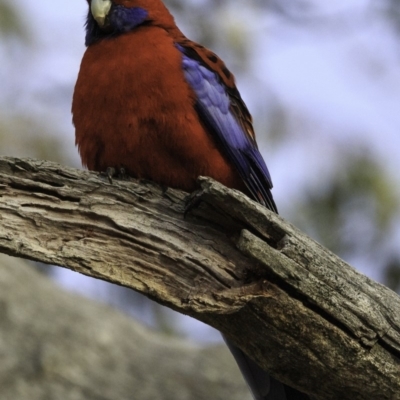 Platycercus elegans (Crimson Rosella) at Callum Brae - 10 Oct 2018 by BIrdsinCanberra