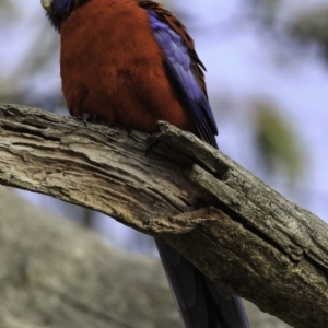 Platycercus elegans at Symonston, ACT - 11 Oct 2018 07:41 AM