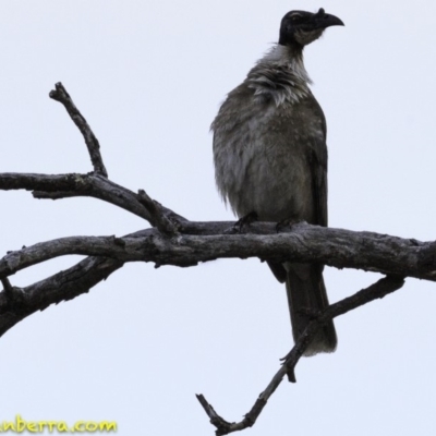 Philemon corniculatus (Noisy Friarbird) at Callum Brae - 10 Oct 2018 by BIrdsinCanberra