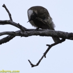 Philemon corniculatus at Symonston, ACT - 11 Oct 2018