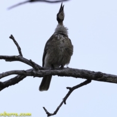 Philemon corniculatus at Symonston, ACT - 11 Oct 2018