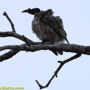 Philemon corniculatus at Symonston, ACT - 11 Oct 2018