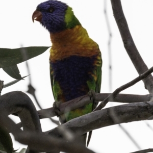 Trichoglossus moluccanus at Jerrabomberra, ACT - 11 Oct 2018 08:06 AM