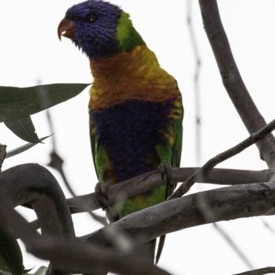 Trichoglossus moluccanus (Rainbow Lorikeet) at Callum Brae - 10 Oct 2018 by BIrdsinCanberra