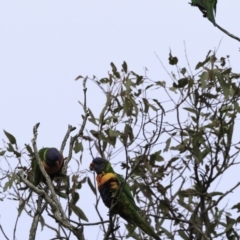 Trichoglossus moluccanus at Jerrabomberra, ACT - 11 Oct 2018