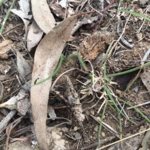 Coryphistes ruricola at Majura, ACT - 14 Oct 2018 03:27 PM