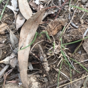 Coryphistes ruricola at Majura, ACT - 14 Oct 2018