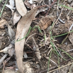 Coryphistes ruricola (Bark-mimicking Grasshopper) at Majura, ACT - 14 Oct 2018 by simonstratford