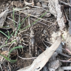 Coryphistes ruricola at Majura, ACT - 14 Oct 2018 03:27 PM