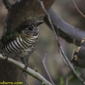 Chrysococcyx lucidus at Jerrabomberra, ACT - 11 Oct 2018