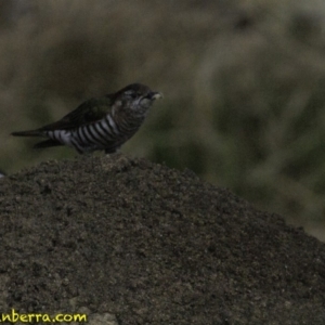 Chrysococcyx lucidus at Jerrabomberra, ACT - 11 Oct 2018