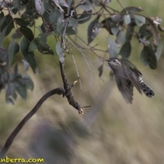 Chrysococcyx lucidus at Jerrabomberra, ACT - 11 Oct 2018