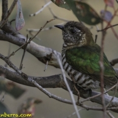 Chrysococcyx lucidus at Jerrabomberra, ACT - 11 Oct 2018