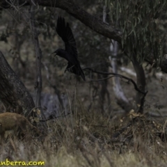 Corvus coronoides (Australian Raven) at Jerrabomberra, ACT - 11 Oct 2018 by JonSteinbeck