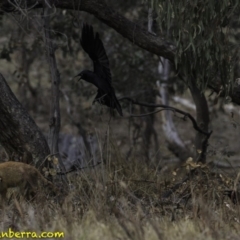 Corvus coronoides (Australian Raven) at Jerrabomberra, ACT - 10 Oct 2018 by BIrdsinCanberra