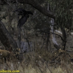 Corvus coronoides at Jerrabomberra, ACT - 11 Oct 2018 08:17 AM