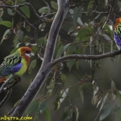 Platycercus eximius (Eastern Rosella) at Callum Brae - 10 Oct 2018 by BIrdsinCanberra