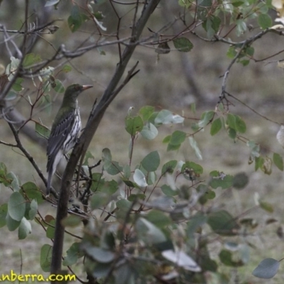 Oriolus sagittatus (Olive-backed Oriole) at Symonston, ACT - 11 Oct 2018 by JonSteinbeck