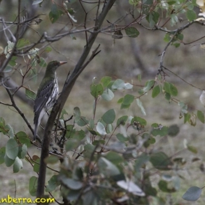 Oriolus sagittatus (Olive-backed Oriole) at Callum Brae - 10 Oct 2018 by BIrdsinCanberra