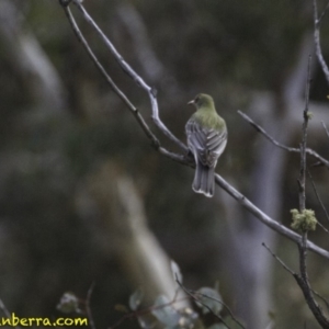 Oriolus sagittatus at Symonston, ACT - 11 Oct 2018