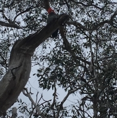 Callocephalon fimbriatum (Gang-gang Cockatoo) at Red Hill to Yarralumla Creek - 14 Oct 2018 by KL