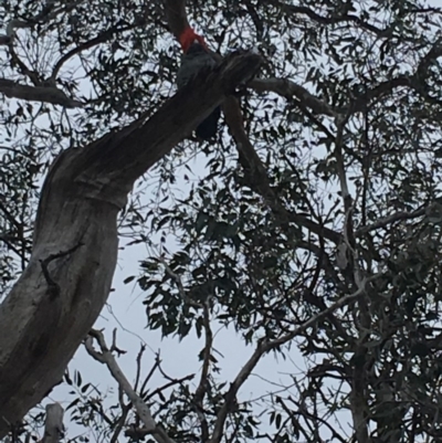 Callocephalon fimbriatum (Gang-gang Cockatoo) at GG174 - 14 Oct 2018 by KL