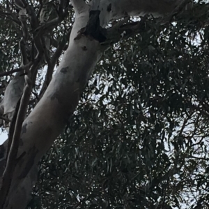 Callocephalon fimbriatum at Hughes, ACT - 14 Oct 2018